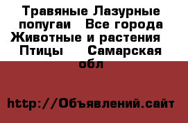 Травяные Лазурные попугаи - Все города Животные и растения » Птицы   . Самарская обл.